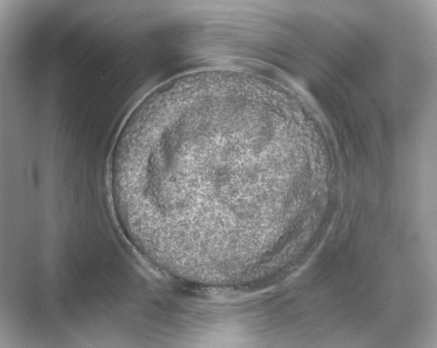 X0000068260907200605121817