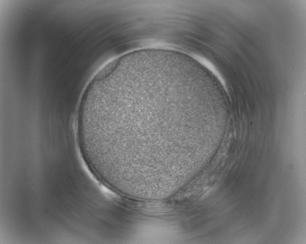 X0000068261007200605121815