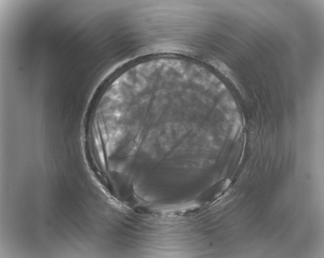 X0000068261024200605121815