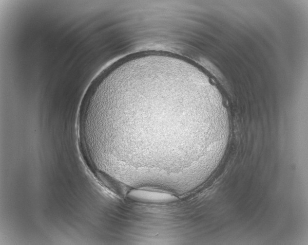 X0000068261028200605121815