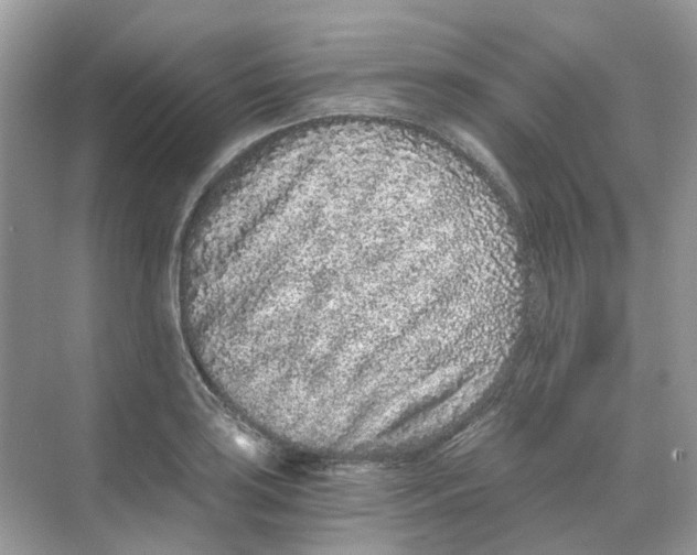 X0000068261035200605121815