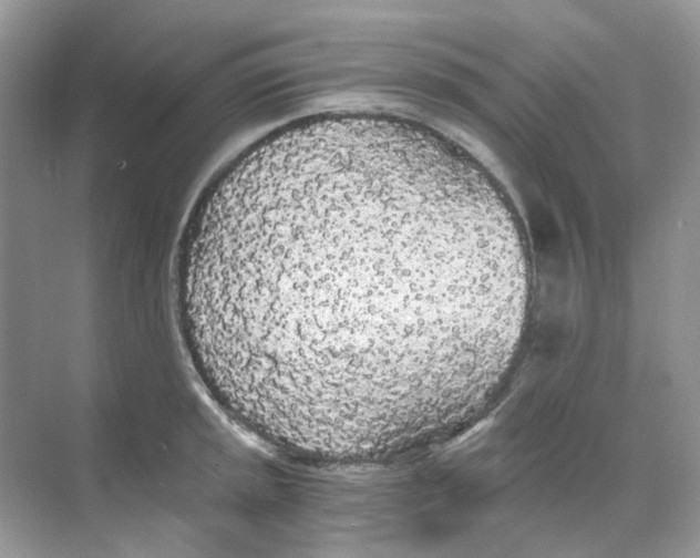 X0000068261045200605121815