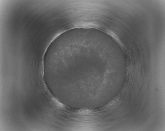 X0000068261079200605121814