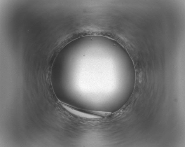 X0000068261157200605121813