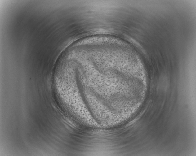 X0000068261170200605121812