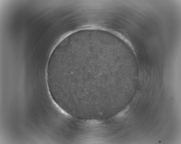 X0000068261239200605121812