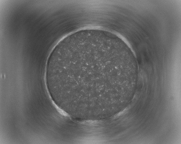 X0000068261245200605121812