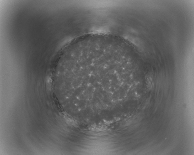 X0000068261254200605121811