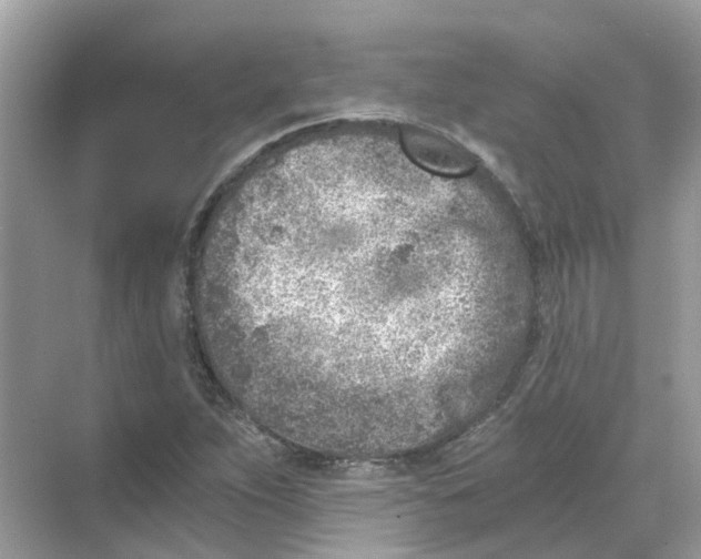 X0000068261263200605121811