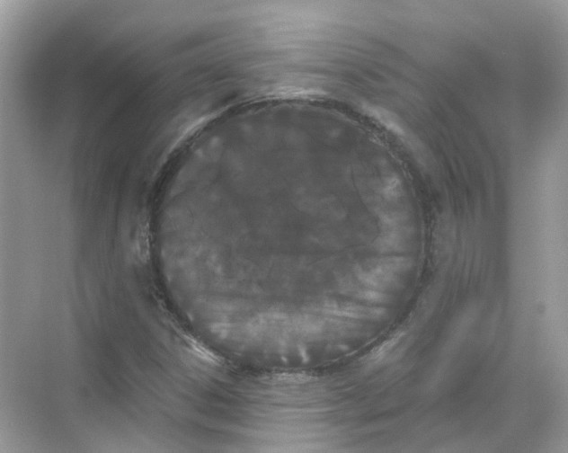 X0000068261306200605121810