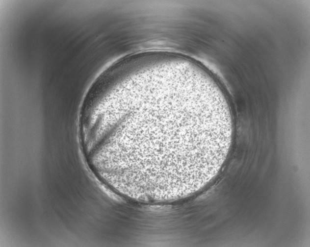 X0000068261333200605121810