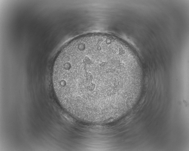 X0000068261359200605121809