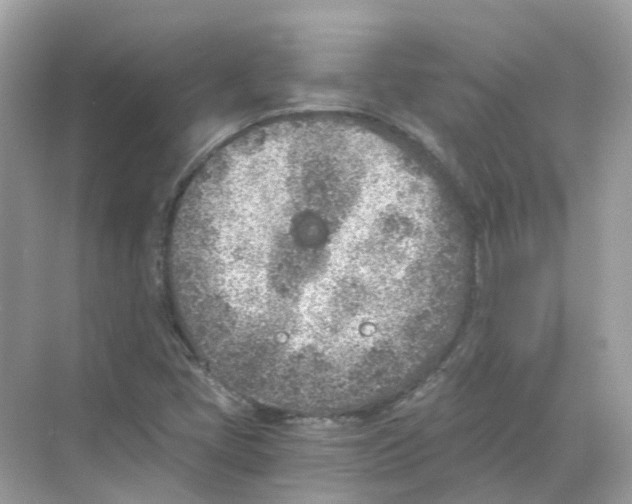 X0000068261405200605121808