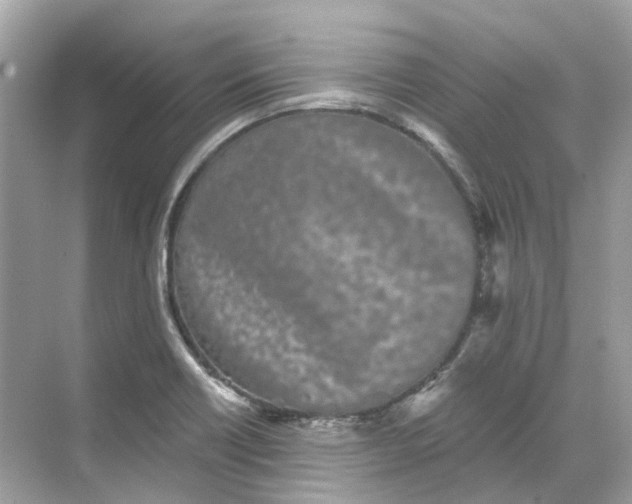 X0000068261418200605121808