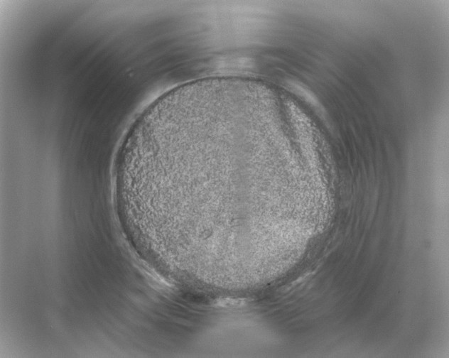 X0000068261419200605121808