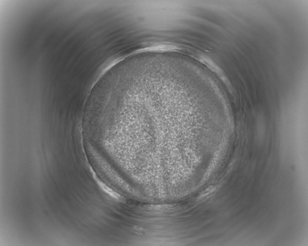 X0000068261425200605121808