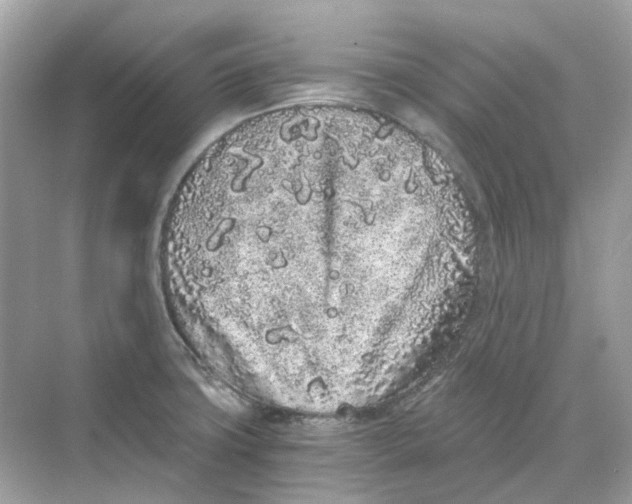 X0000068261427200605121808