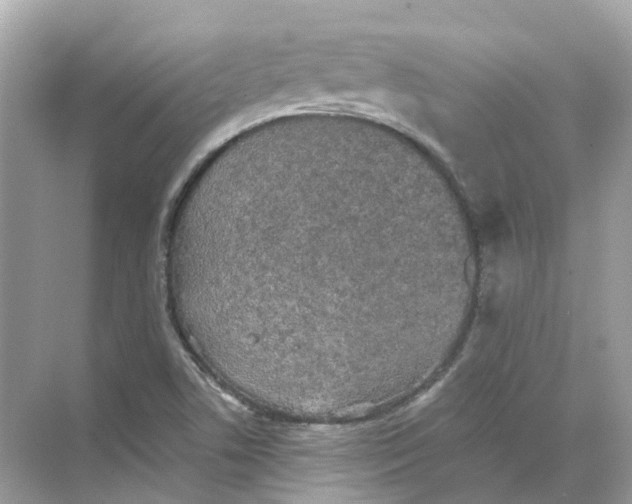 X0000068261506200605121806