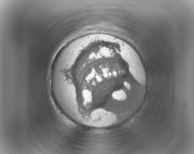 X0000068261522200605121807