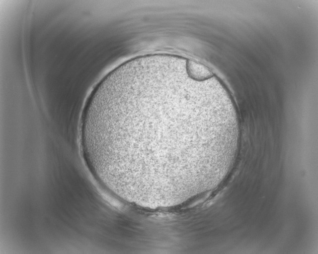 X0000068261525200605121807