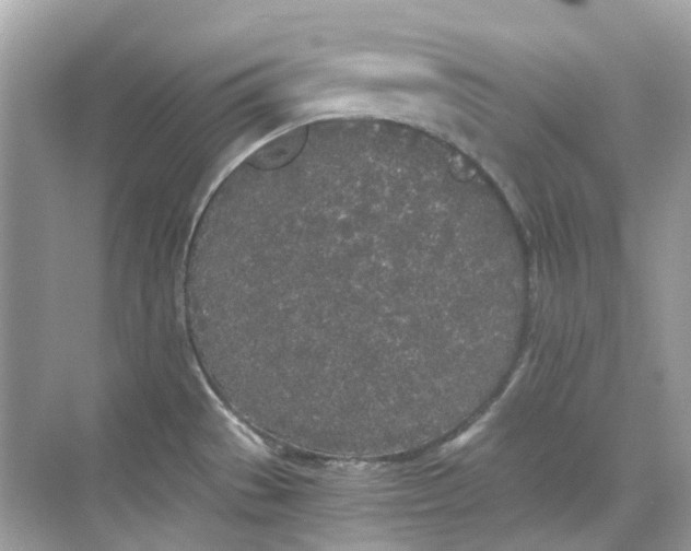 X0000068261529200605121807