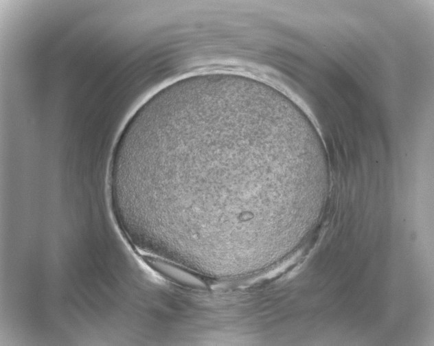 X0000068261533200605121807