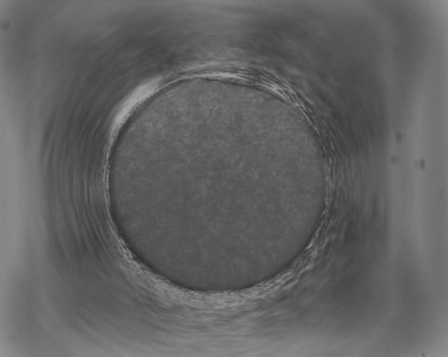 X0000068260006200605191814