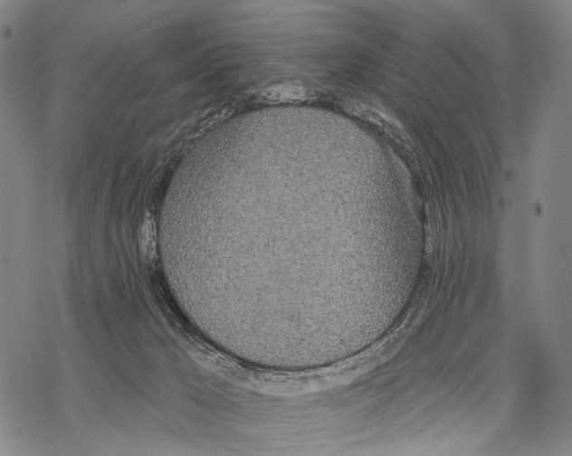 X0000068260029200605191814