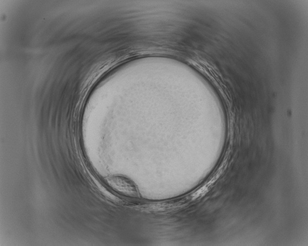 X0000068260049200605191813