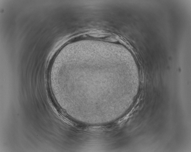 X0000068260055200605191813