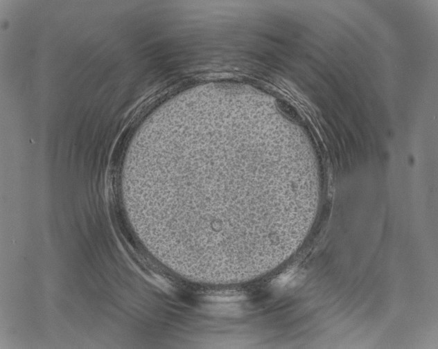 X0000068260165200605191812