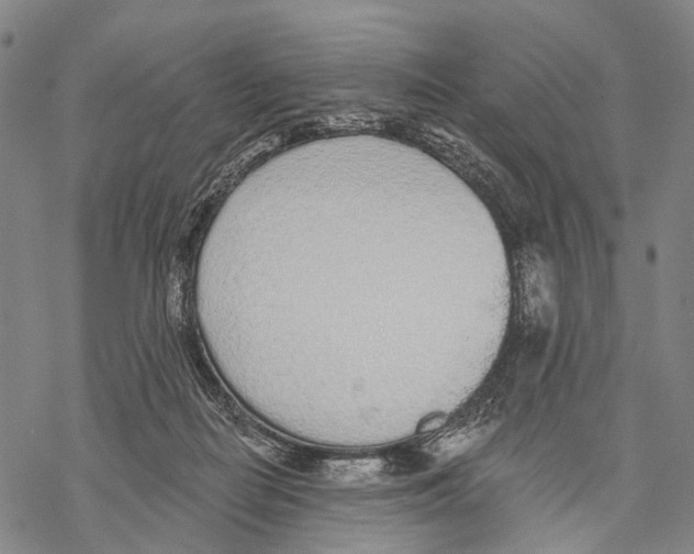 X0000068260266200605191810