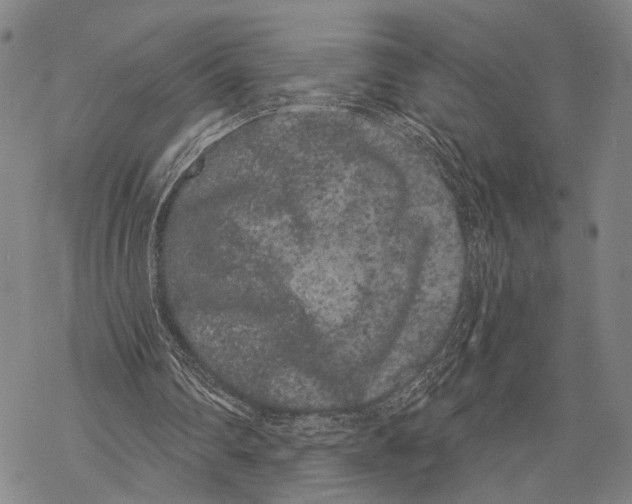 X0000068260290200605191810