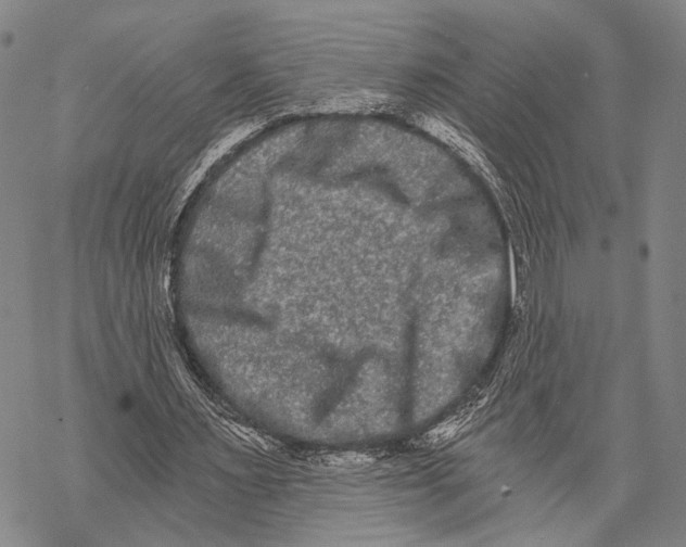 X0000068260483200605191807