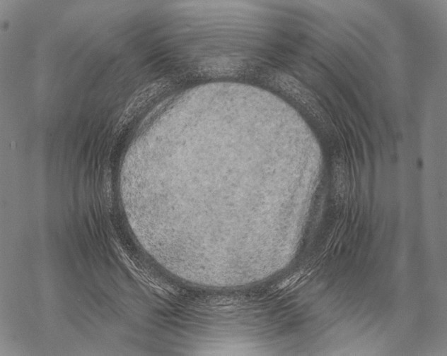 X0000068260494200605191806