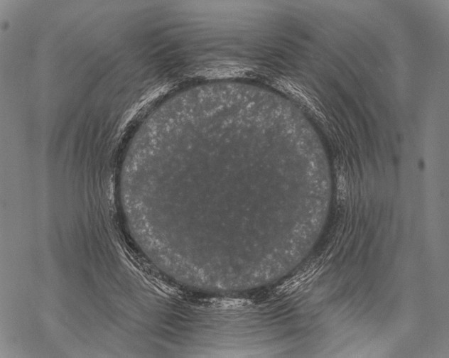 X0000068260539200605191805