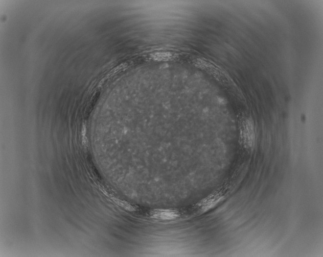 X0000068260610200605191804