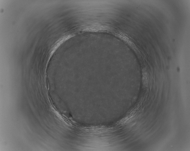 X0000068260626200605191803