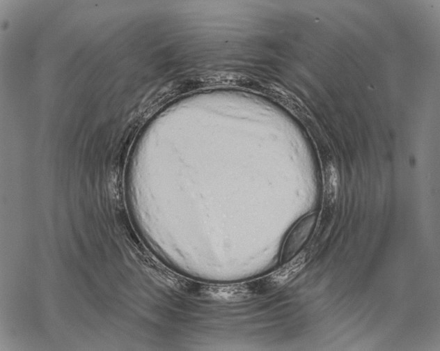 X0000068260663200605191804