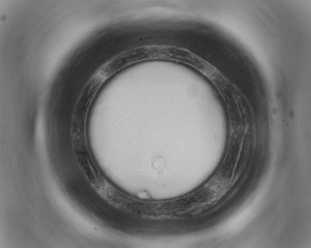 X0000068260765200605191803