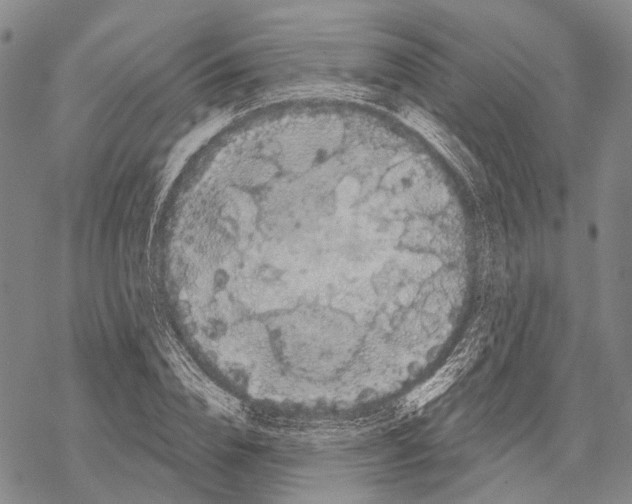 X0000068260832200605191801