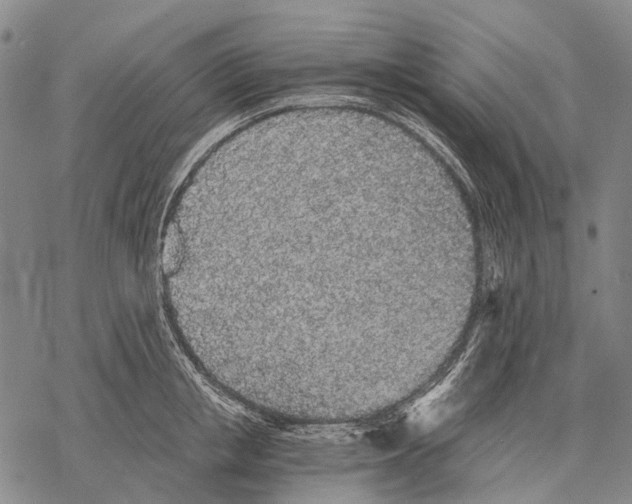 X0000068260853200605191801