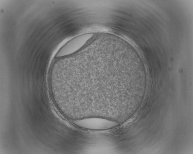 X0000068260864200605191801