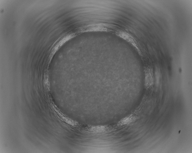 X0000068260882200605191800