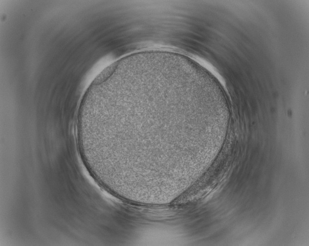 X0000068261007200605191758