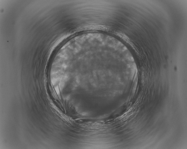 X0000068261024200605191757