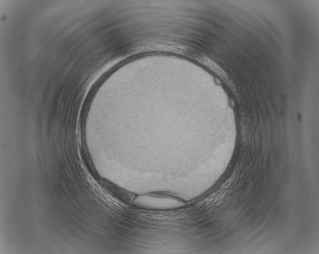 X0000068261028200605191758