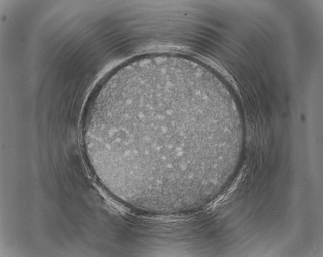 X0000068261037200605191758