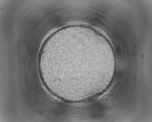 X0000068261045200605191758