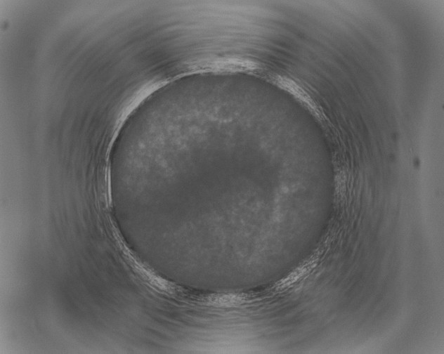 X0000068261079200605191757